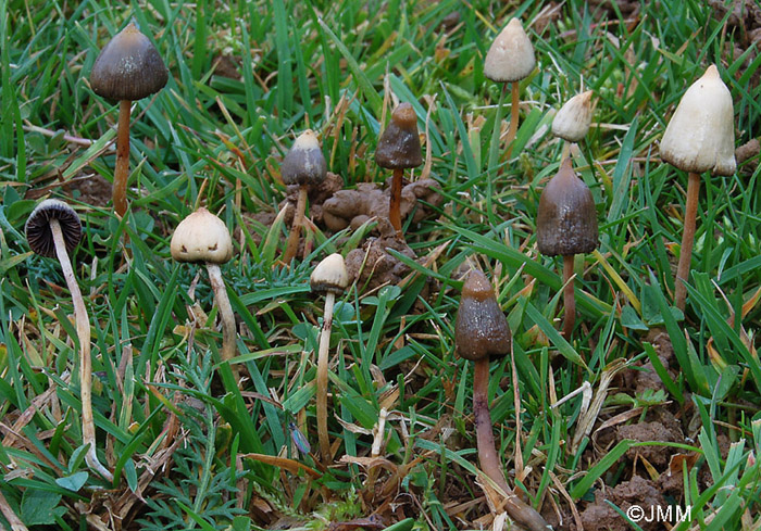 Psilocybe semilanceata фото